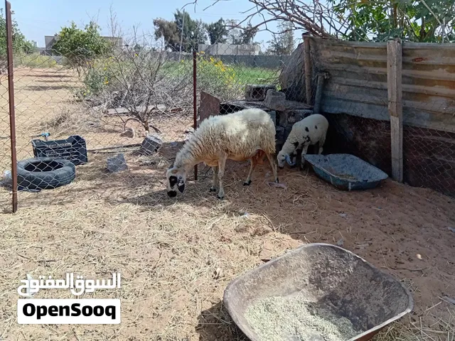 نعجة الله يبارك سنها جمع تحتها فطيمه و امكسبه علي افطيمتها انشاء اللع سعر البيع 3050