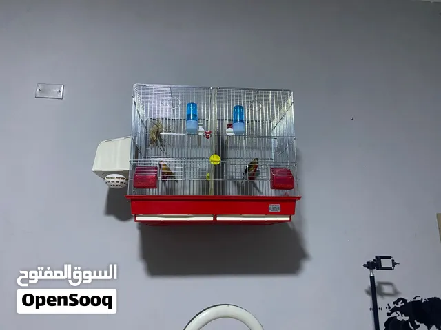 مطير 6 معالف ( سوري الشهباء )
