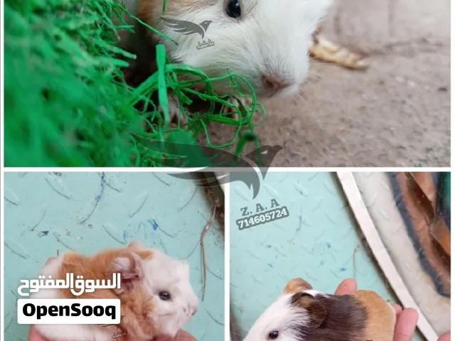 وبر غيني للبيع الوان جميله ومنتجات واسعار منخفضه