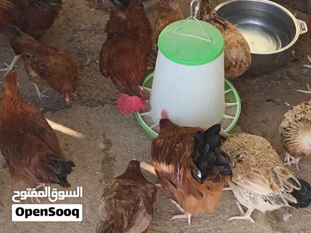 دجاج فرنسي