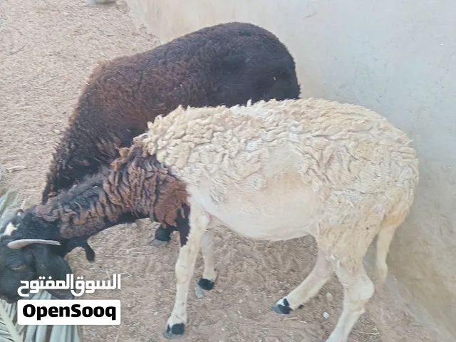 ثلات نعجات