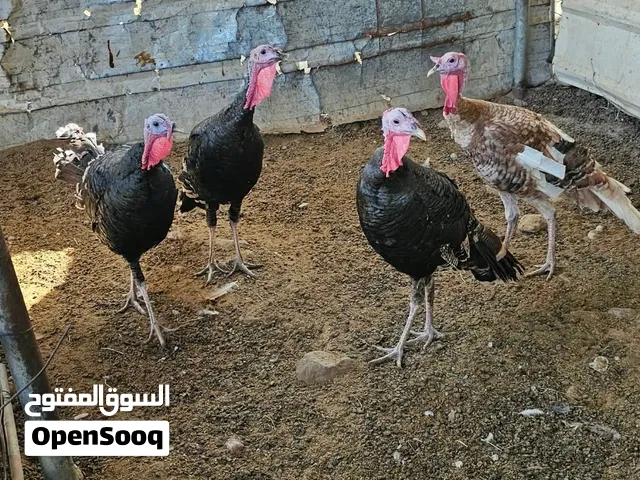 طيور أرومي