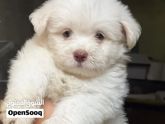 Havanese puppy