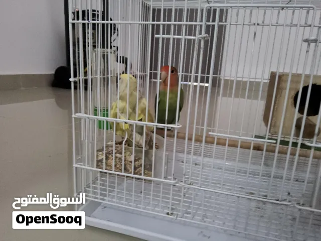 زوجين روز للبيع
