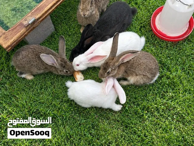 متوفر انتاج أرانب 3/4جامبو/اقرأ الوصف