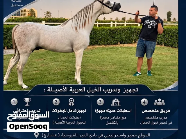 مركز تدريب و تجهيز الخيل العربية الأصيلة