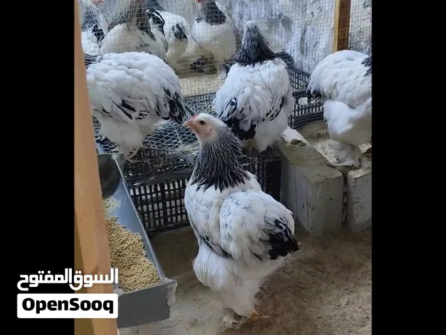 براهما لايت بلاك للبيع