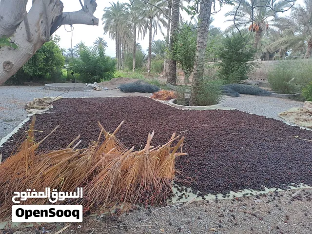 تمر السنه نفيعه للبيع