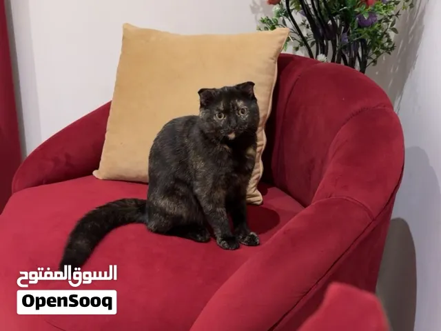 قطة للبيع نوع سكوتش فلود