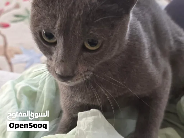 قطط للتبني