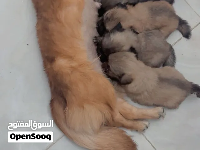 كلاب للبيع بيكنوا