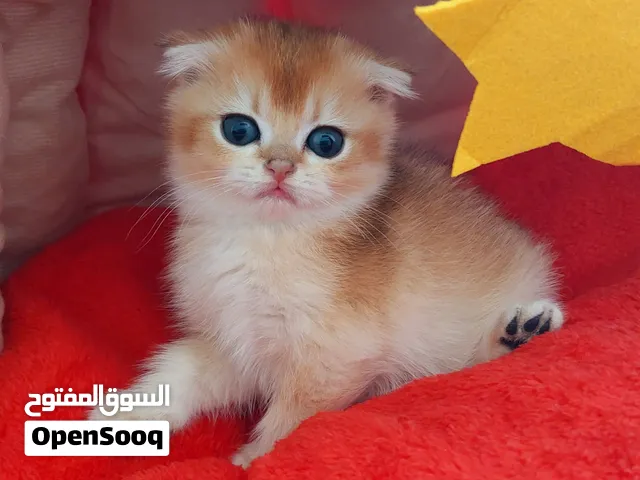 Gorgeous Golden British Shorthair Female (NY12) with stunning facial features!