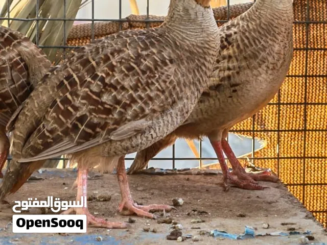 صفارد باكستاني كبار متوسط