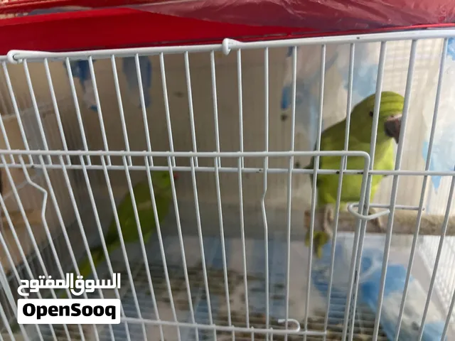 زوج دره اقرا الوصف