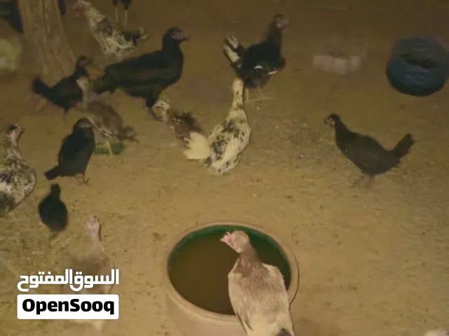 للبيع دجاج عربي