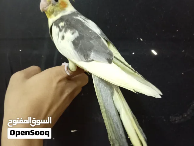 طير كروان اليف  للبعي في جده