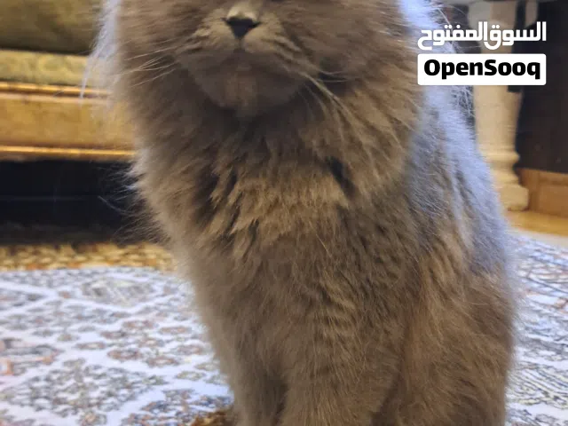 قطط للبيع في دمشق