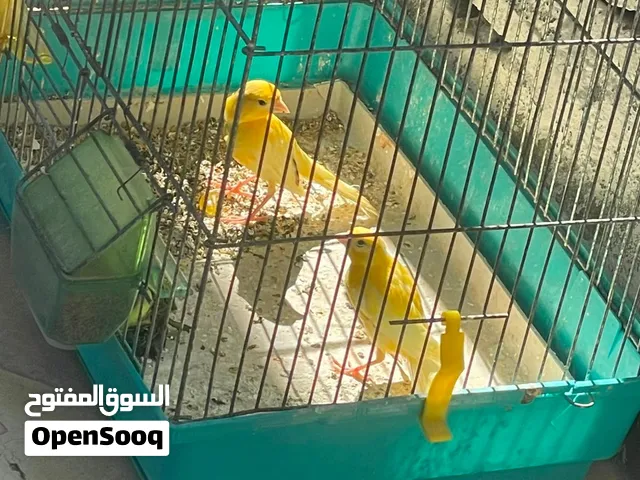 12 مخلف كنار حبات نخب النخب اعمار ما بين 5شهور الى 7شهور حبات نخب النخب