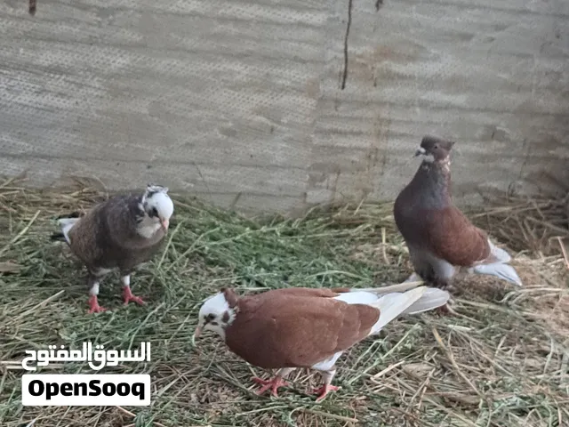 حمام زينة للبيع شوف الوصف