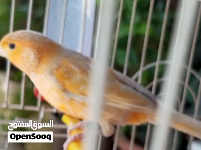 عصفور كنار