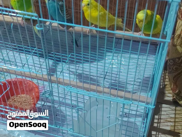 dammam almohmmadiya