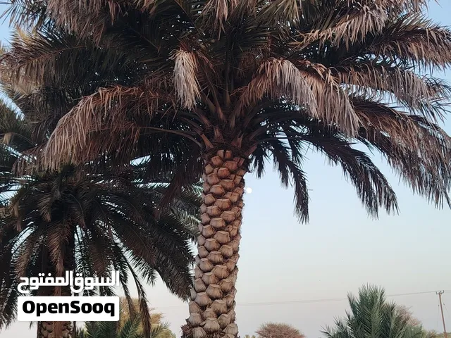 نخيل متنوعة وكبيرة