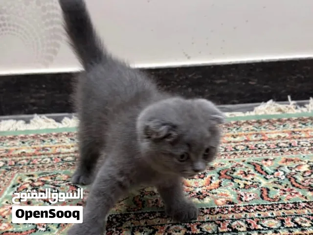 بيع قطه سكوتش فولد انثى واغراضها