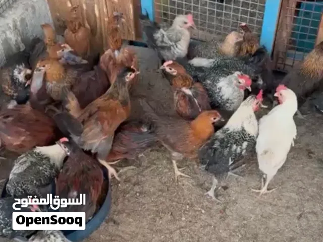 دجاج فيومي فرنسي بحريني