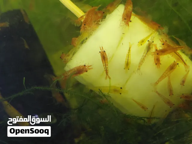 جمبري نيوكاريدينا