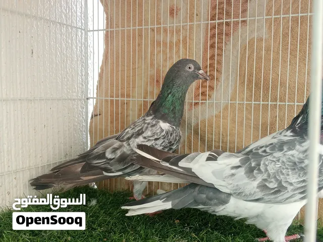 l sale one pair Pakistani pigeons 100 derham........................................................