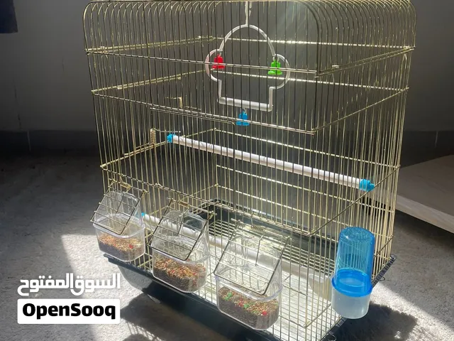 بيع زوج طيور الحب (بادجي) متآلفين نشيطين وبصحة جيدة