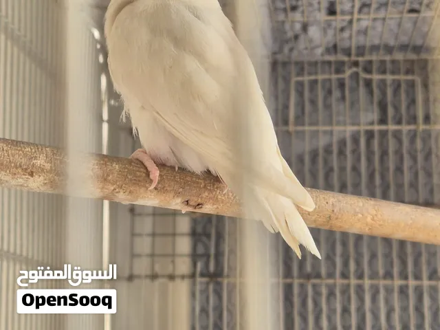 Albino male love bird