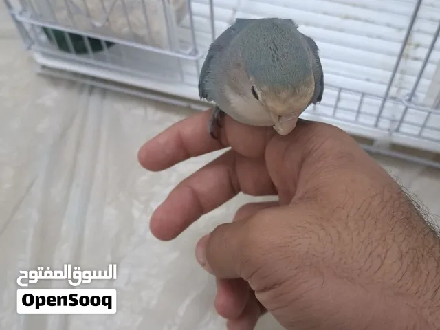 طائر روز أزرق أليف ومدرب جداً للبيع يقف على اليد ومتعالق بالبشر