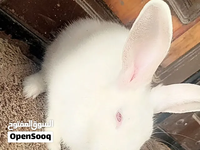 ارنب بصحه جيده وناشط ربي يبارك