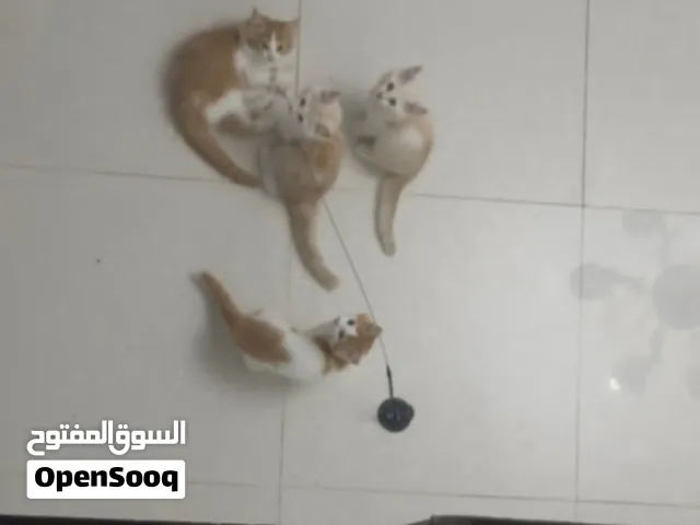 قطط شيرازيه للبيع