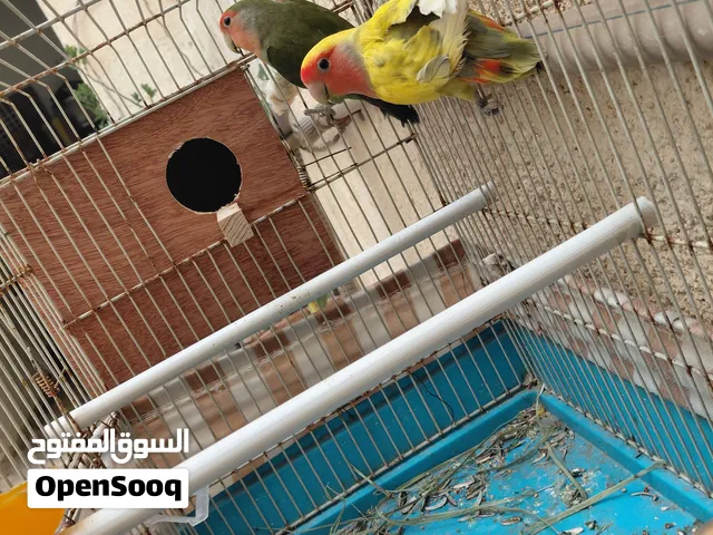 السلام عليكم ورحمت الله وبركاتة كوبية بركديلو الله يبارك اقرا الوصف