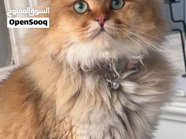 قطه شيرازيه