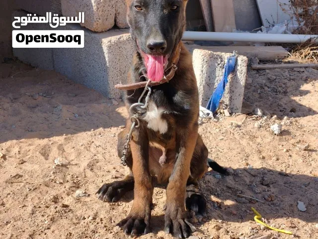 مينوا ساوم