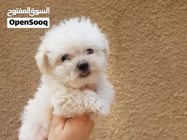 جراوي مالتيز