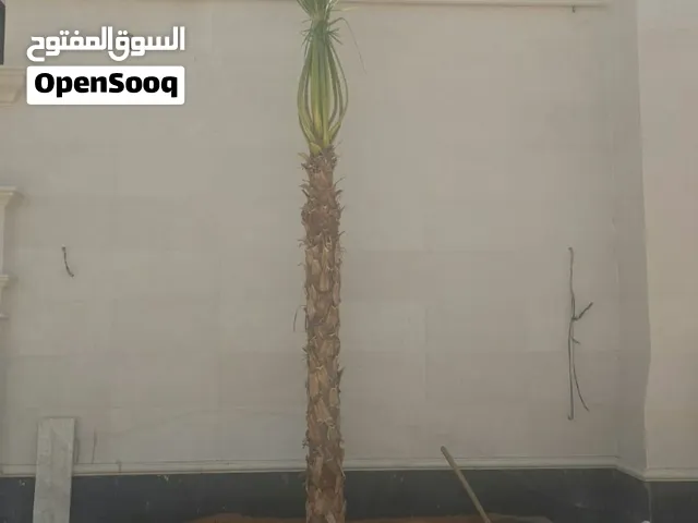 نخل واشنطني واشنطونيا زينه أمريكي ابو مروحه