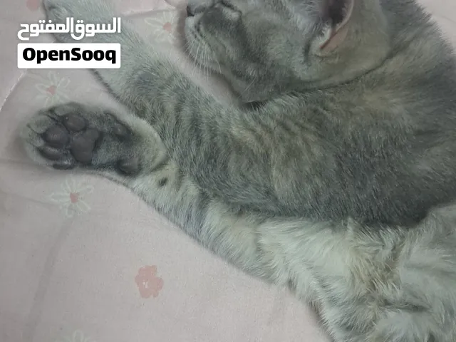 قطة لطيفة وأليفة للتبني