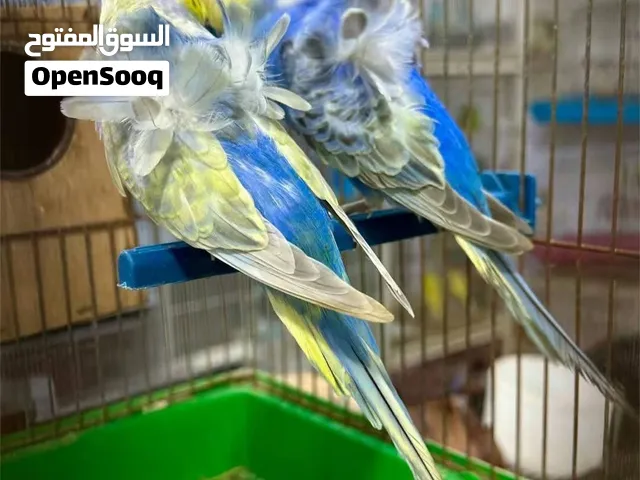 سلام عليكم زوج رينبو هاجرمو فول وردات