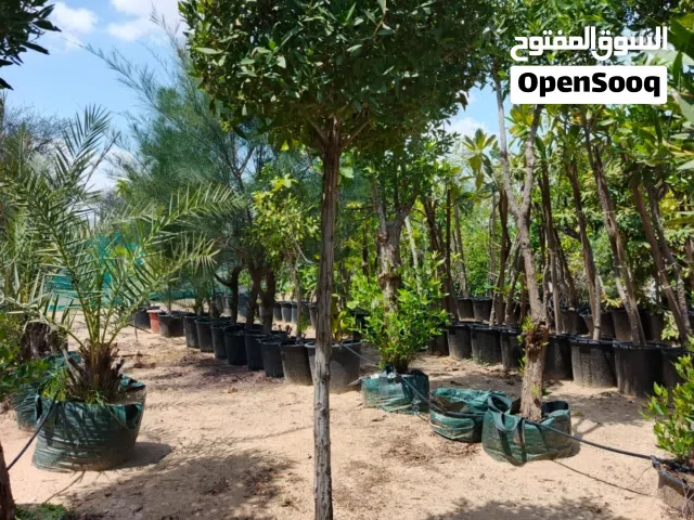 Trees, palms and outdoor plants for vilas, farms and gardens