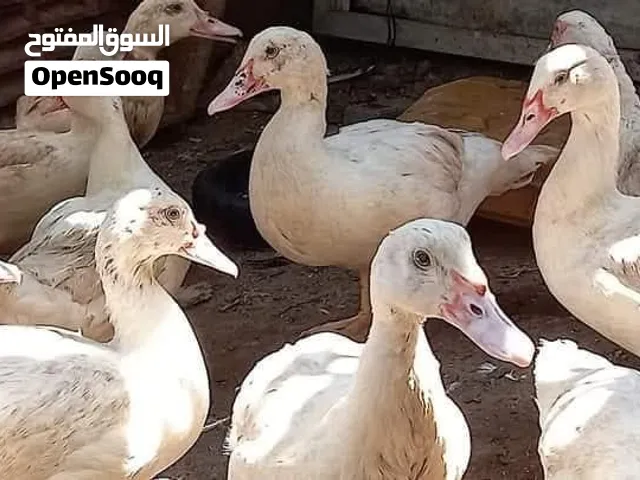 بط سوداني مخاليف موضح بالفيديو اعمار من شهرين ل 4 شهور