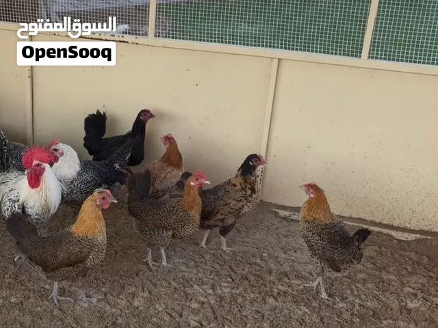 دجاج بلدي / محلي بياض و بصحة ممتازة تربية بيت الحبه على 35 درهم / شي طيب الحمدلله 8 حبات للبيع
