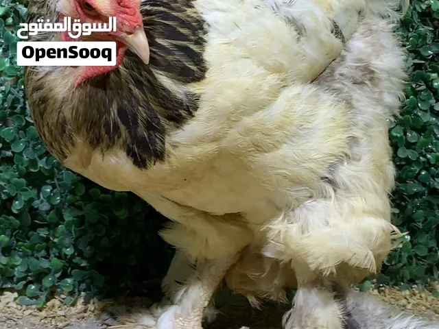 (( دجاجه براهما كلومبي ))