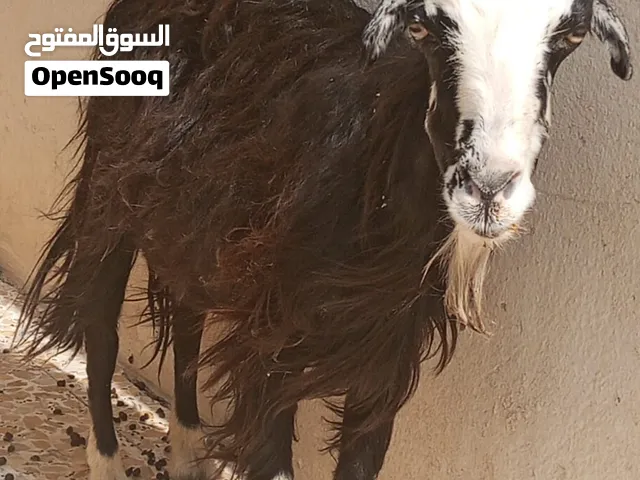 صخله كبيره بالعمر