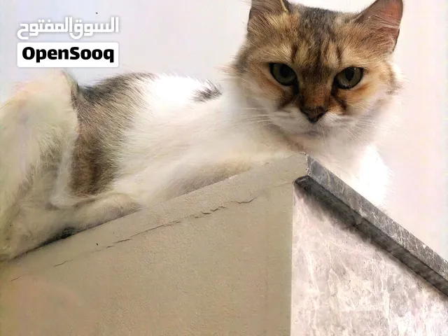 قطة للتبني