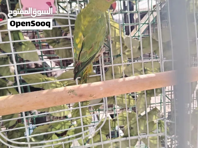 موجود دره صحه ونضافه وثوب جميل اقرأ الوصف بسعر مميز  ررررر روررر رورررررررررررررررررررررررررررررررر