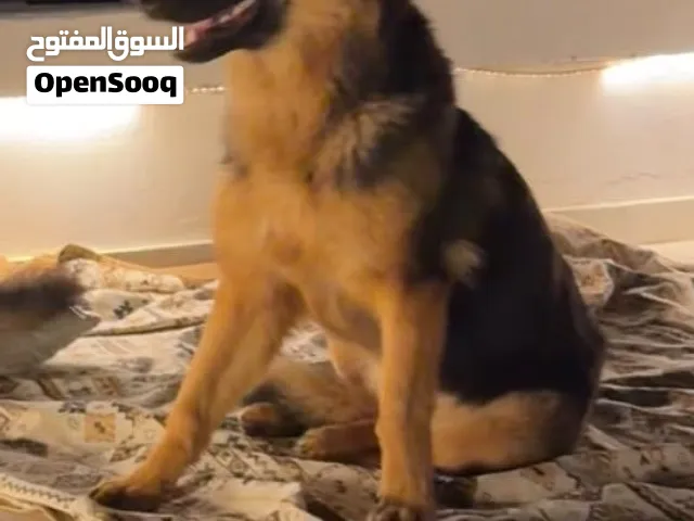انثى جيرمن
